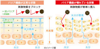 バリア機能について